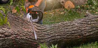 Best Tree Health Inspection  in Perryton, TX