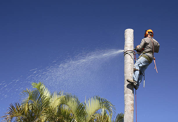 Best Root Management and Removal  in Perryton, TX