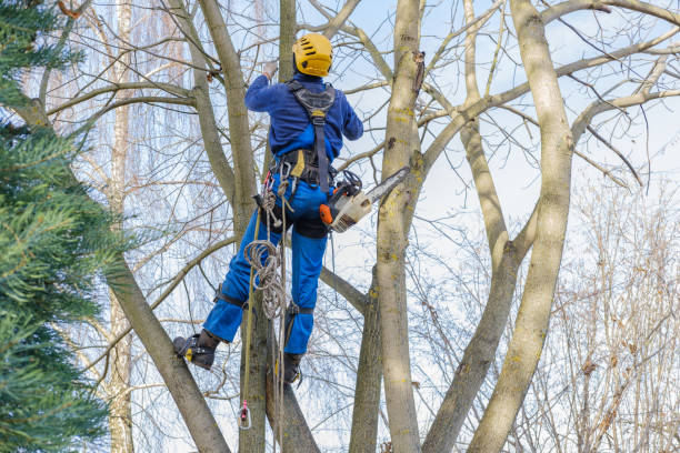 Best Firewood Processing and Delivery  in Perryton, TX