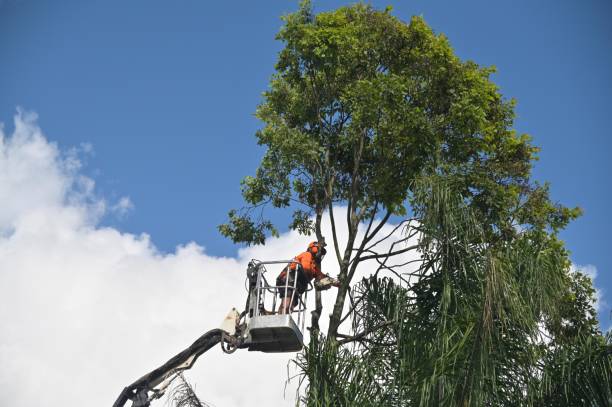 Best Hedge Trimming  in Perryton, TX