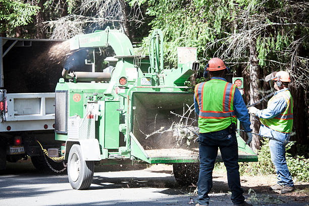 Best Tree Removal  in Perryton, TX