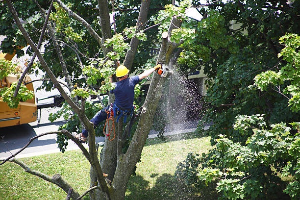 How Our Tree Care Process Works  in  Perryton, TX