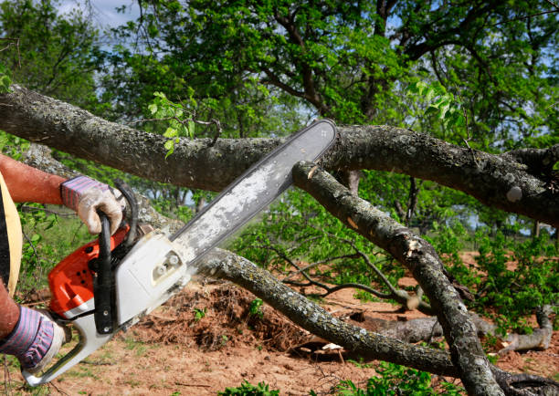 Best Tree Preservation Services  in Perryton, TX